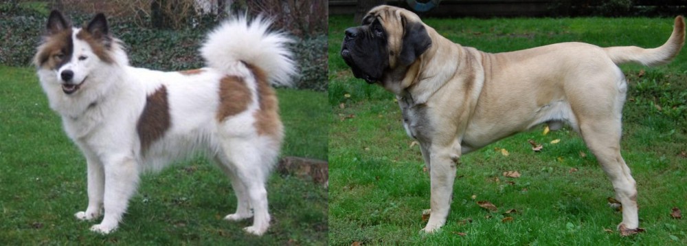 English Mastiff vs Elo - Breed Comparison