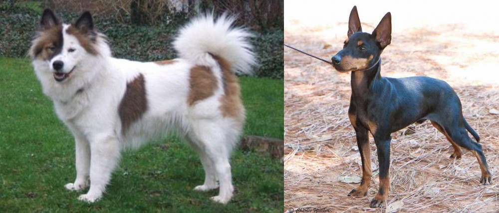 English Toy Terrier (Black & Tan) vs Elo - Breed Comparison