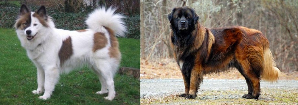 Estrela Mountain Dog vs Elo - Breed Comparison
