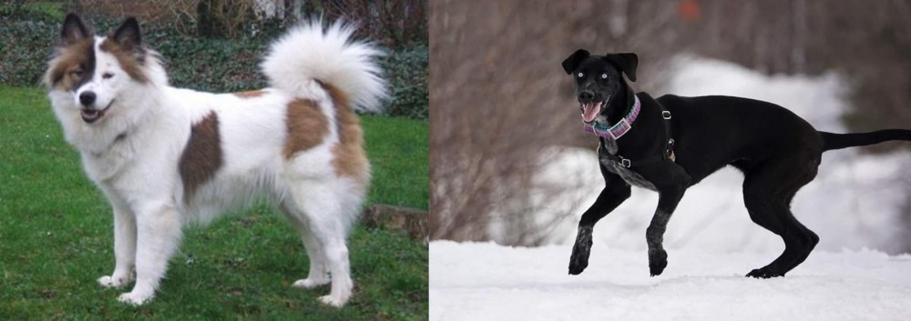 Eurohound vs Elo - Breed Comparison