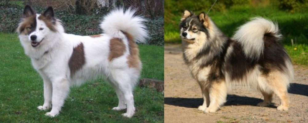 Finnish Lapphund vs Elo - Breed Comparison