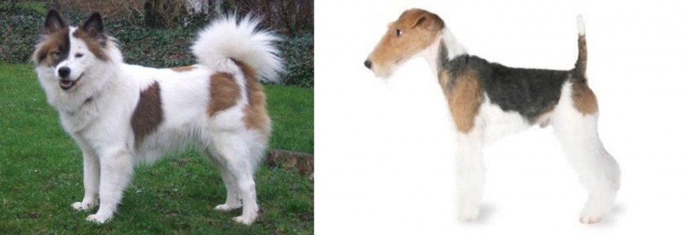 Fox Terrier vs Elo - Breed Comparison