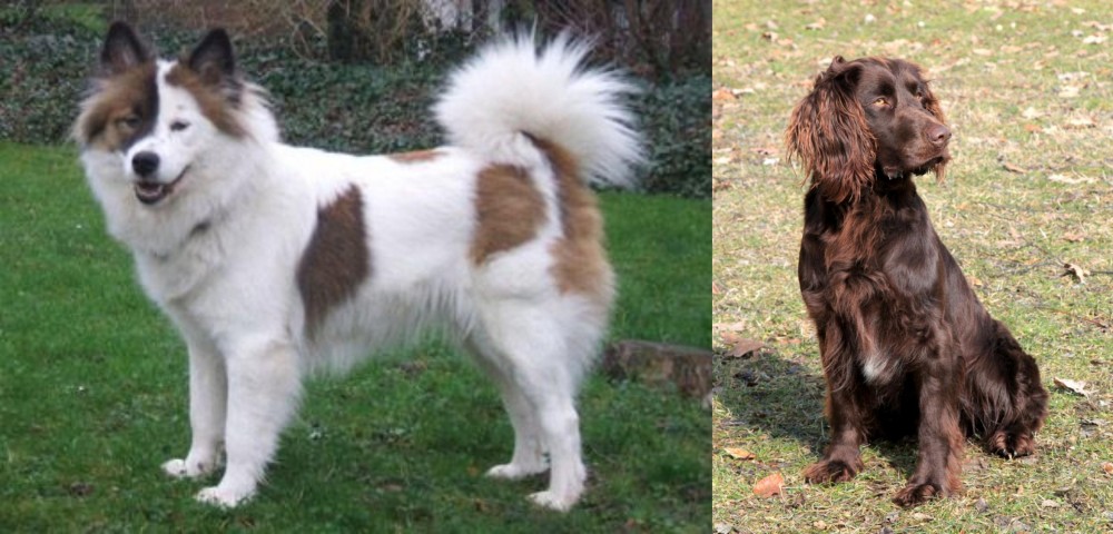 German Spaniel vs Elo - Breed Comparison