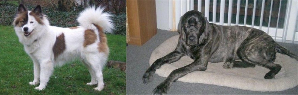 Giant Maso Mastiff vs Elo - Breed Comparison