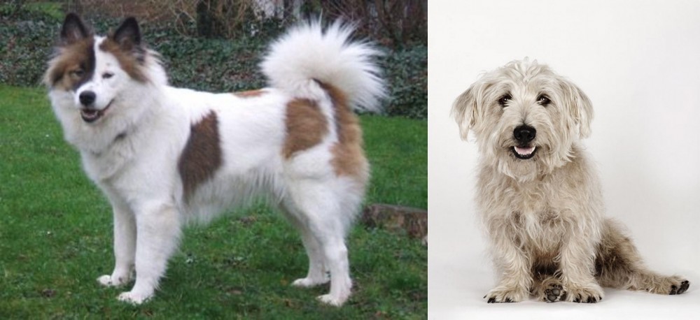 Glen of Imaal Terrier vs Elo - Breed Comparison
