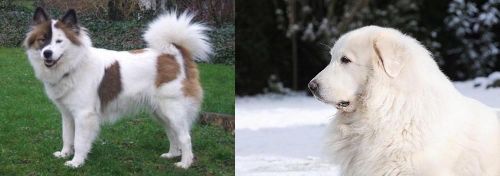 Great Pyrenees vs Elo - Breed Comparison