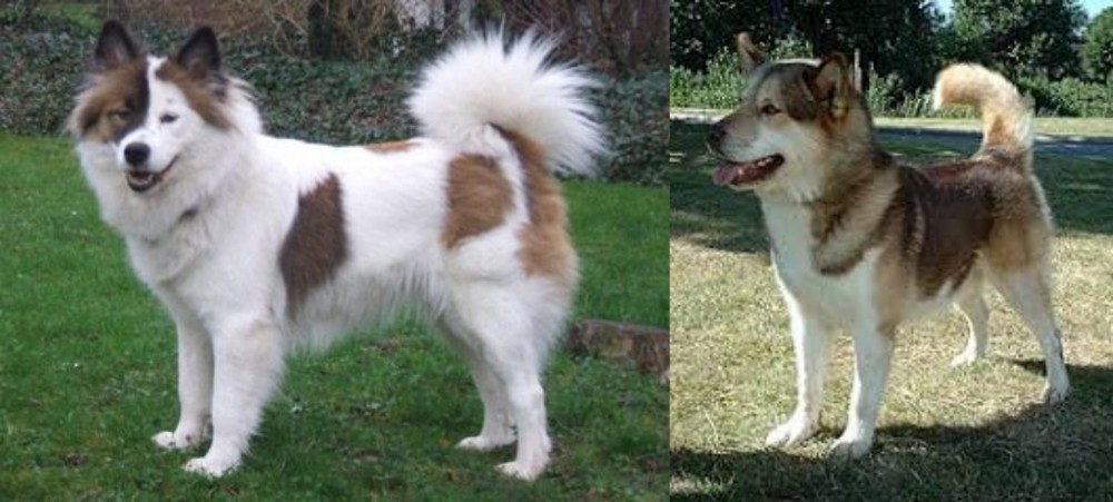 Greenland Dog vs Elo - Breed Comparison