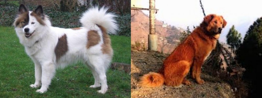 Himalayan Sheepdog vs Elo - Breed Comparison
