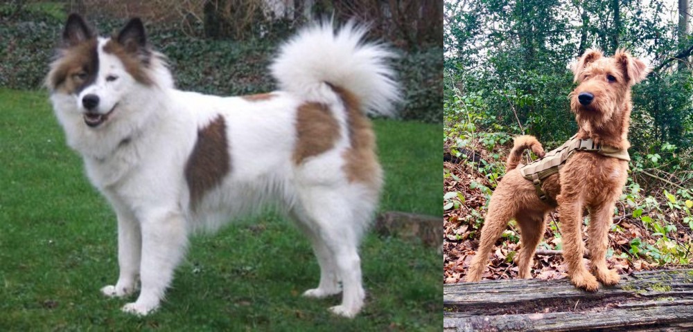 Irish Terrier vs Elo - Breed Comparison