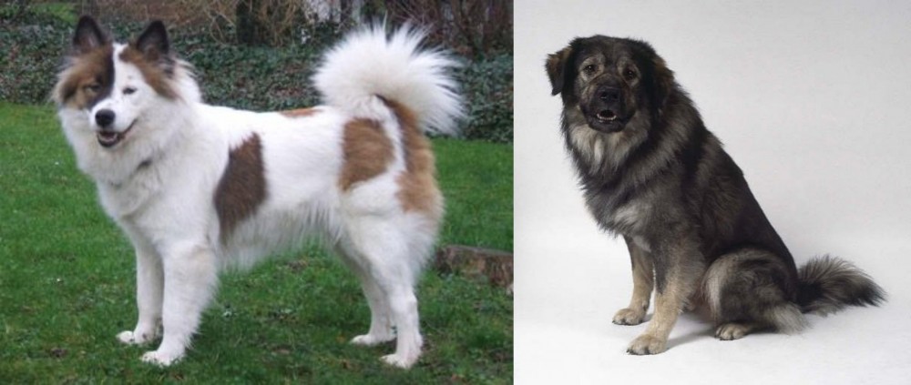 Istrian Sheepdog vs Elo - Breed Comparison