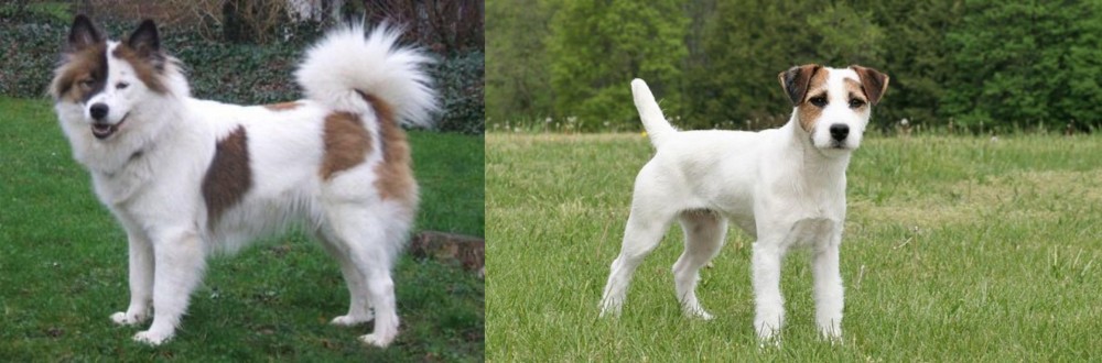 Jack Russell Terrier vs Elo - Breed Comparison