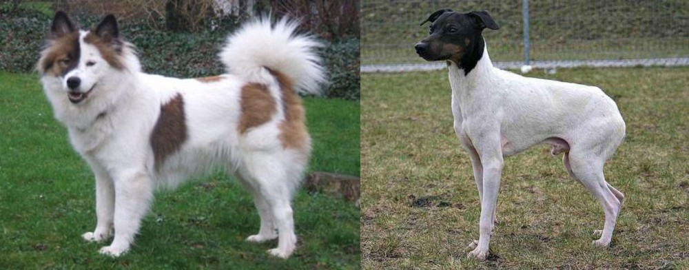 Japanese Terrier vs Elo - Breed Comparison