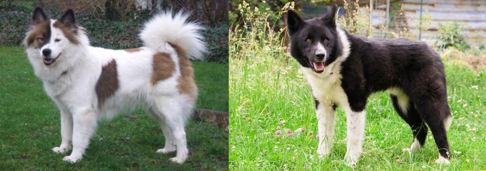 Karelian Bear Dog vs Elo - Breed Comparison