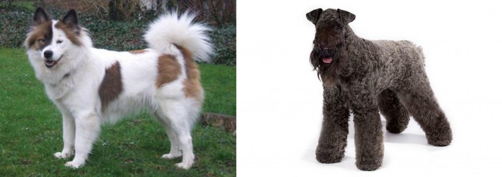 Kerry Blue Terrier vs Elo - Breed Comparison