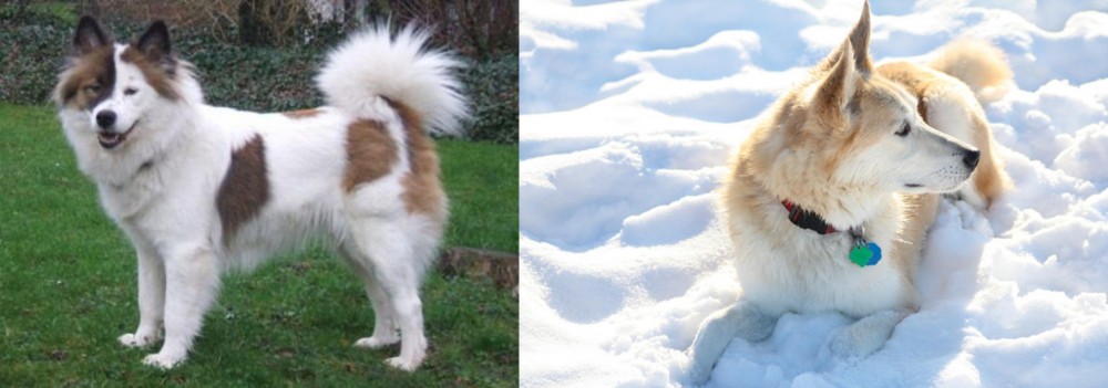 Labrador Husky vs Elo - Breed Comparison