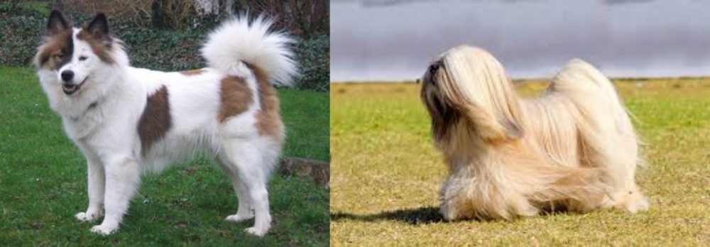 Lhasa Apso vs Elo - Breed Comparison