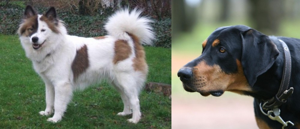 Lithuanian Hound vs Elo - Breed Comparison
