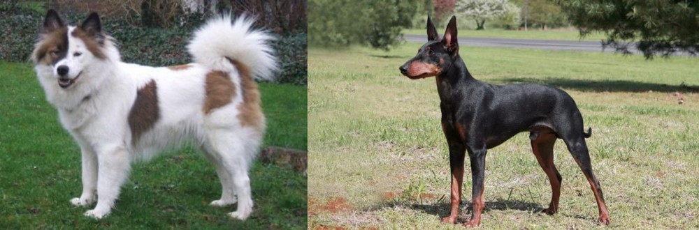 Manchester Terrier vs Elo - Breed Comparison