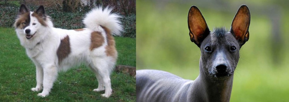 Mexican Hairless vs Elo - Breed Comparison