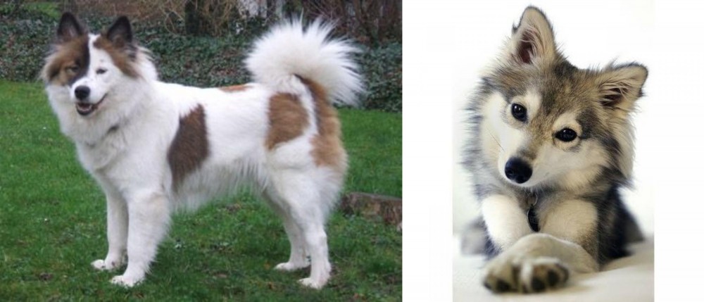 Miniature Siberian Husky vs Elo - Breed Comparison