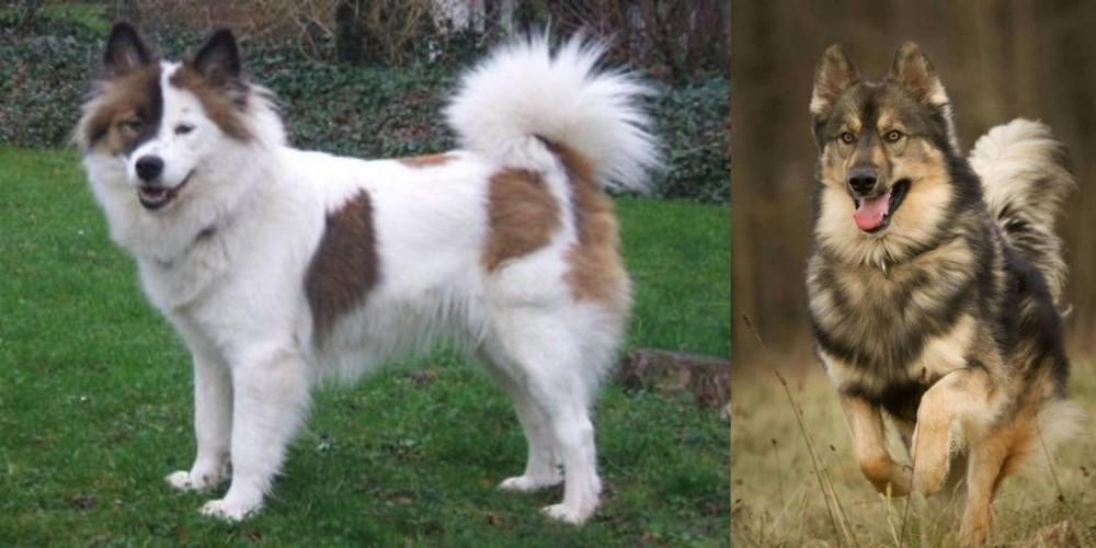 Native American Indian Dog vs Elo - Breed Comparison