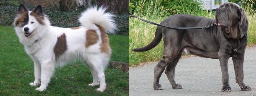 Neapolitan Mastiff vs Elo - Breed Comparison