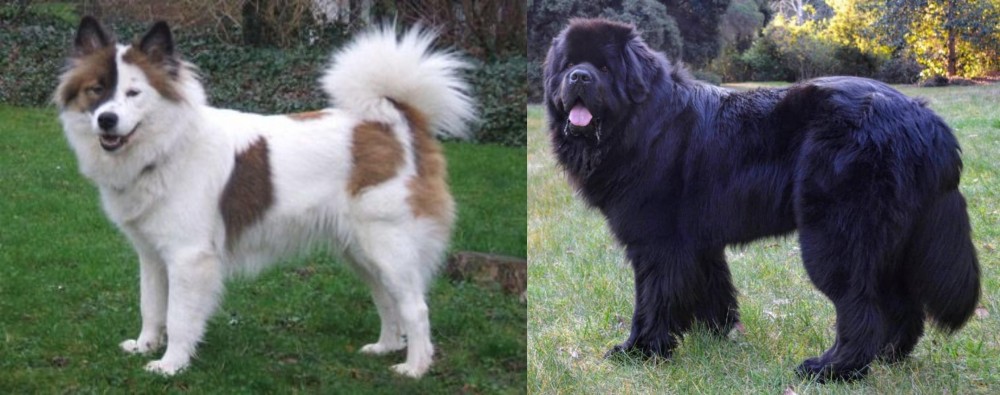 Newfoundland Dog vs Elo - Breed Comparison