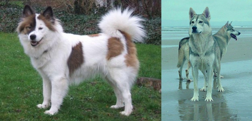 Northern Inuit Dog vs Elo - Breed Comparison