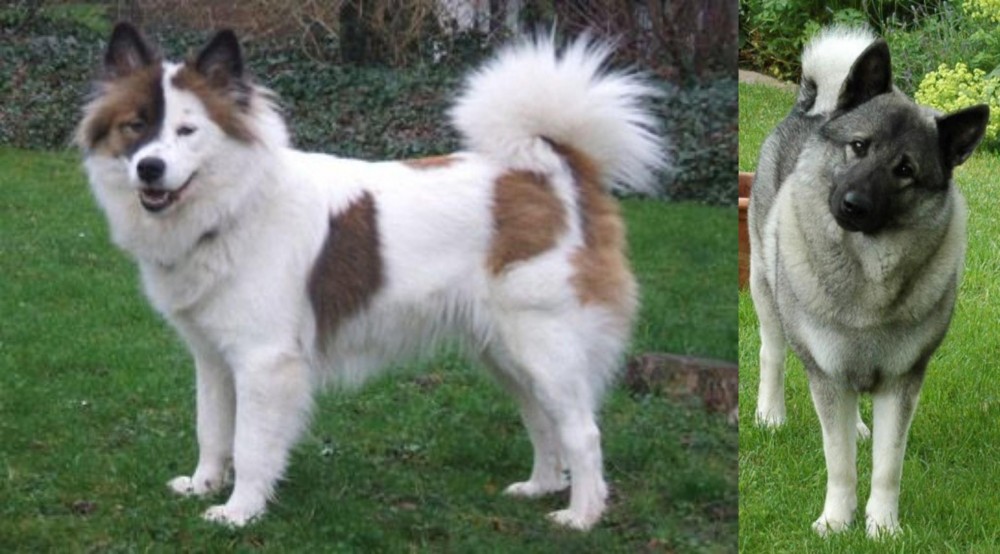 Norwegian Elkhound vs Elo - Breed Comparison