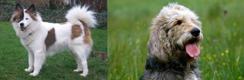 Otterhound vs Elo - Breed Comparison