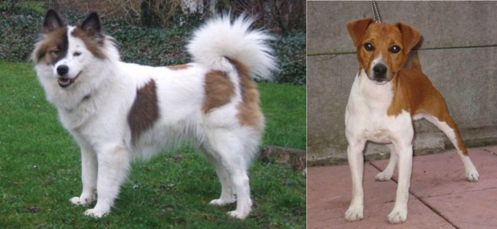 Plummer Terrier vs Elo - Breed Comparison