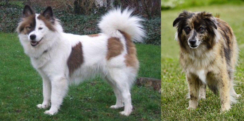 Pyrenean Shepherd vs Elo - Breed Comparison