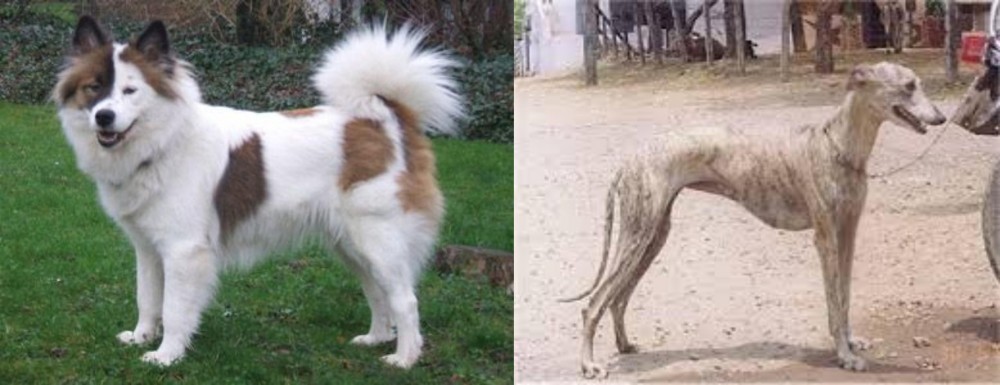 Rampur Greyhound vs Elo - Breed Comparison
