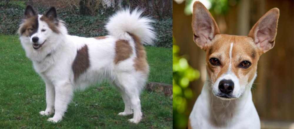 Rat Terrier vs Elo - Breed Comparison