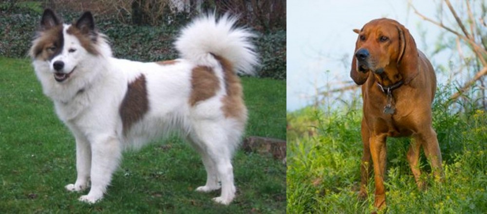Redbone Coonhound vs Elo - Breed Comparison