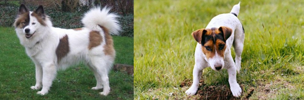 Russell Terrier vs Elo - Breed Comparison