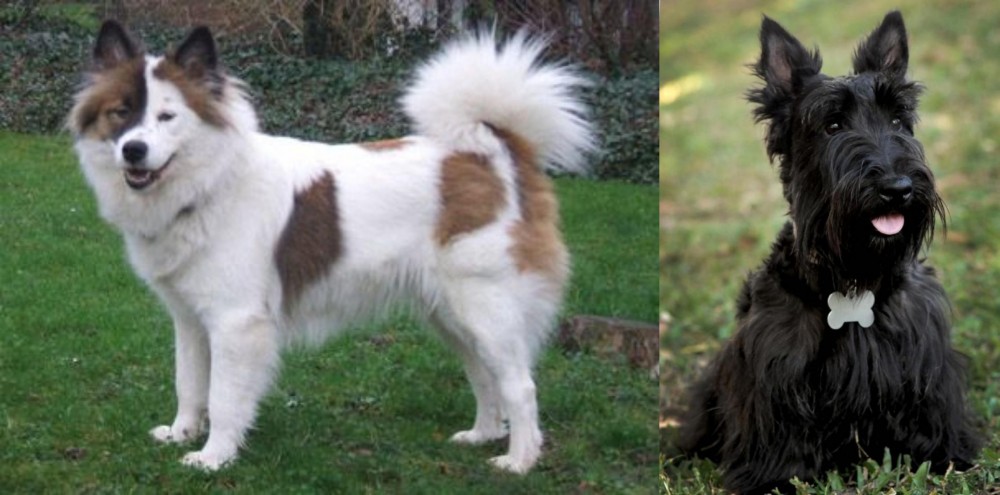 Scoland Terrier vs Elo - Breed Comparison