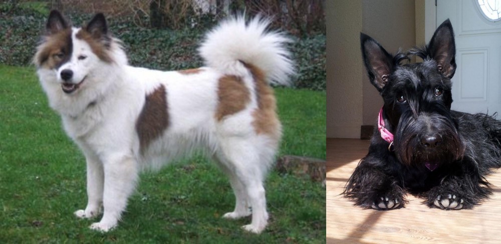 Scottish Terrier vs Elo - Breed Comparison