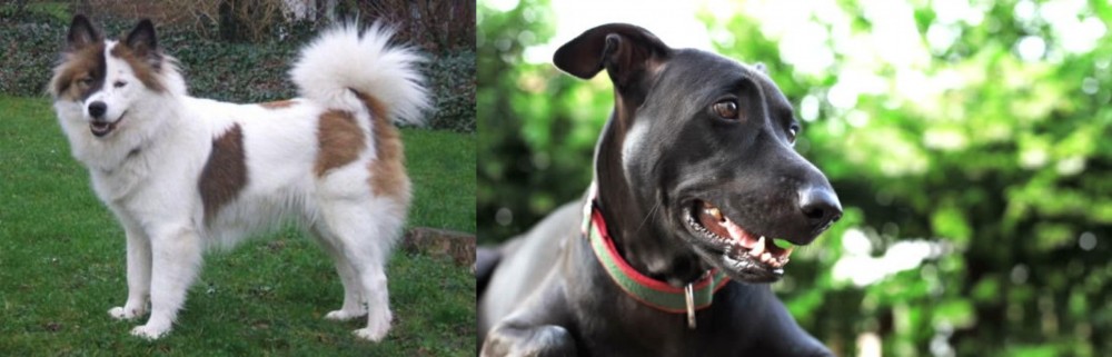 Shepard Labrador vs Elo - Breed Comparison