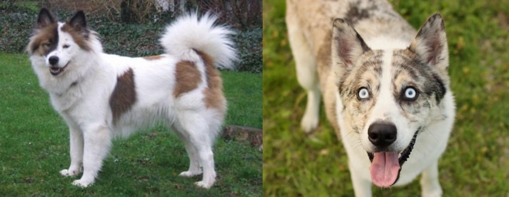Shepherd Husky vs Elo - Breed Comparison