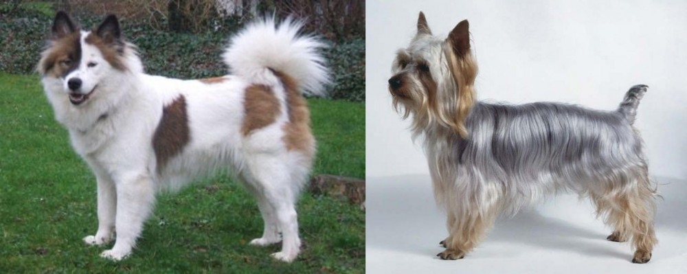 Silky Terrier vs Elo - Breed Comparison
