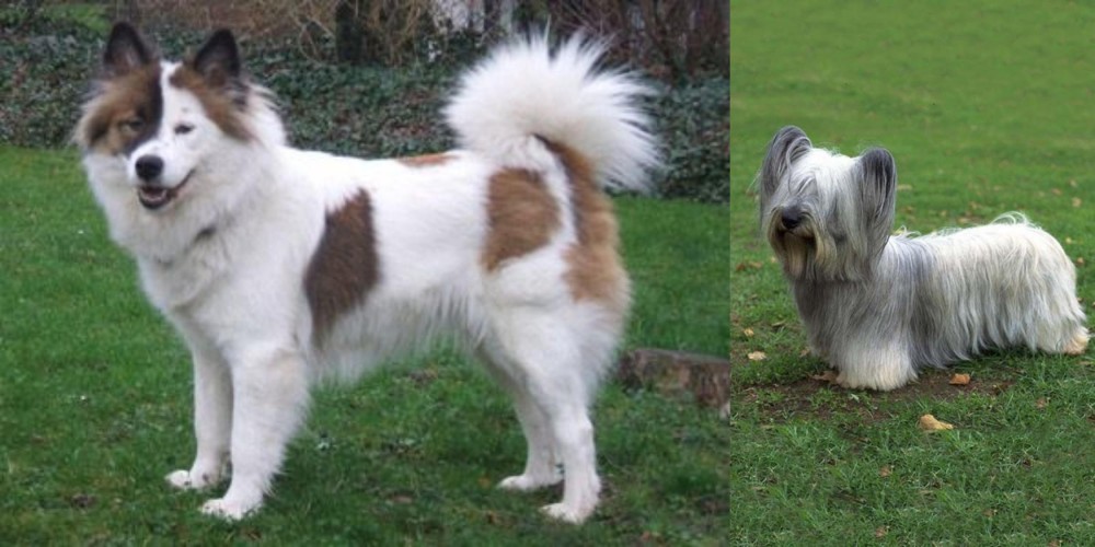Skye Terrier vs Elo - Breed Comparison