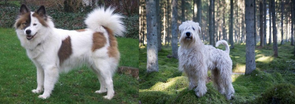 Soft-Coated Wheaten Terrier vs Elo - Breed Comparison