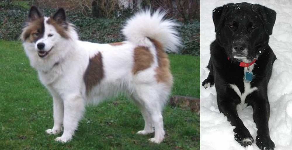 St. John's Water Dog vs Elo - Breed Comparison