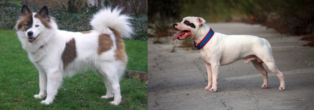 Staffordshire Bull Terrier vs Elo - Breed Comparison