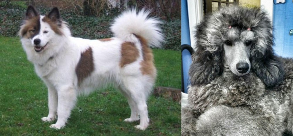 Standard Poodle vs Elo - Breed Comparison