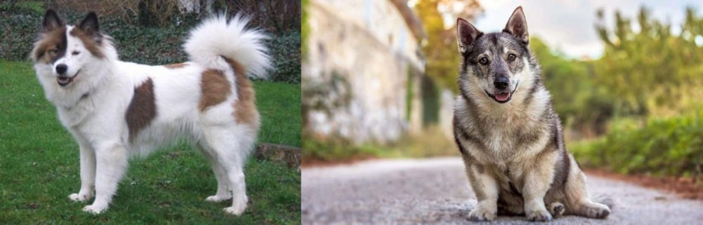 Swedish Vallhund vs Elo - Breed Comparison