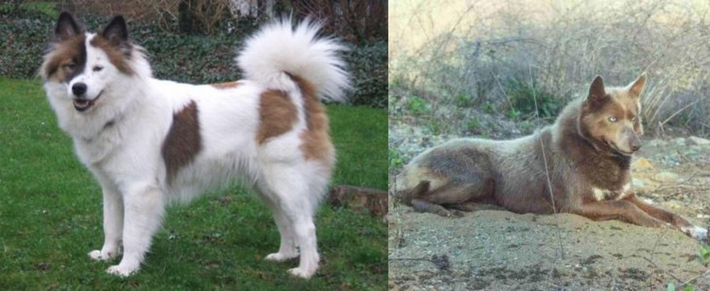 Tahltan Bear Dog vs Elo - Breed Comparison