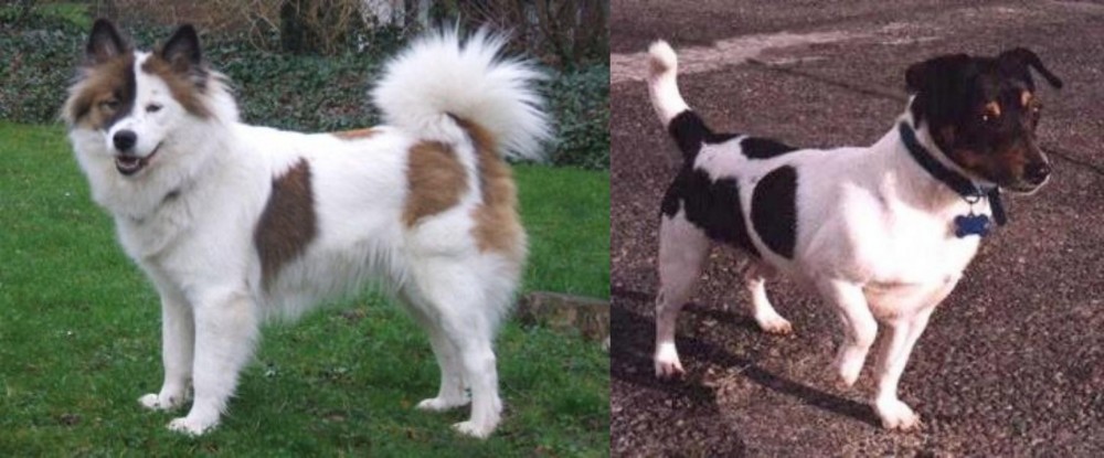 Teddy Roosevelt Terrier vs Elo - Breed Comparison