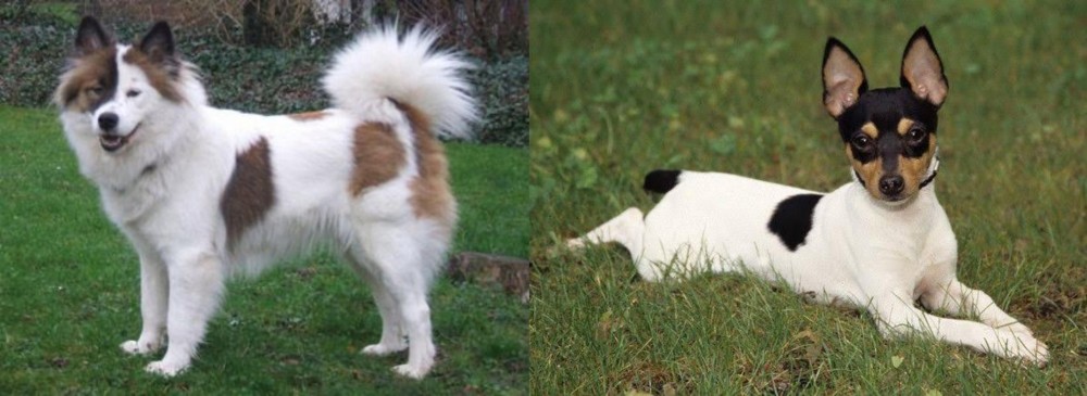 Toy Fox Terrier vs Elo - Breed Comparison
